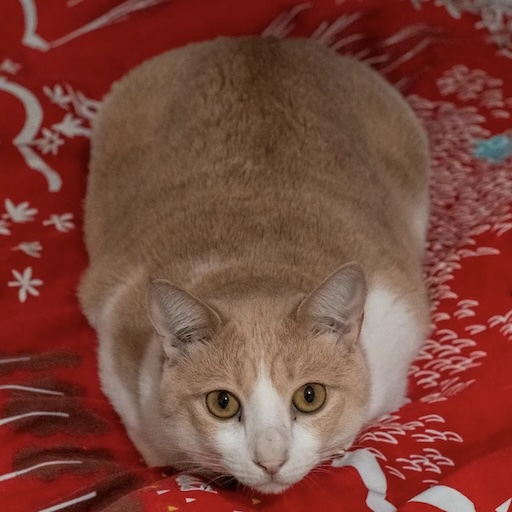 エロ漫画批評家マコト